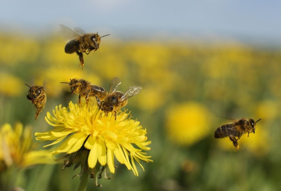 İklim değişikliği yaşamın döngüsünü sağlayan arıları hızla yok ediyor - 2