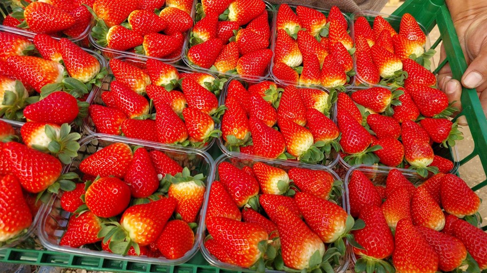 Silifke'nin Altın Çileği Rusya Yolunda: Rekor Hasatla İhracat Sevinci 76 wXX9L1aFoEKWFsbb DdUGA