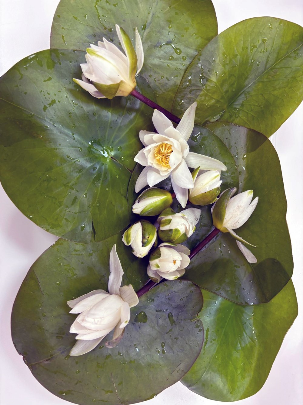 Yeryüzüne yaşam verdiği rivayet ediliyor: Muğla'nın 'beyaz nilüfer'i araştırma konusu olacak - 2