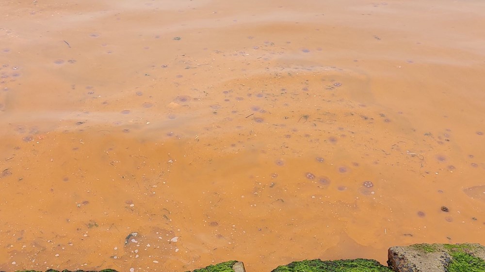 Marmara'da korkutan görüntüler: Rengi değişiyor, denizanası istilası yayılıyor - 3