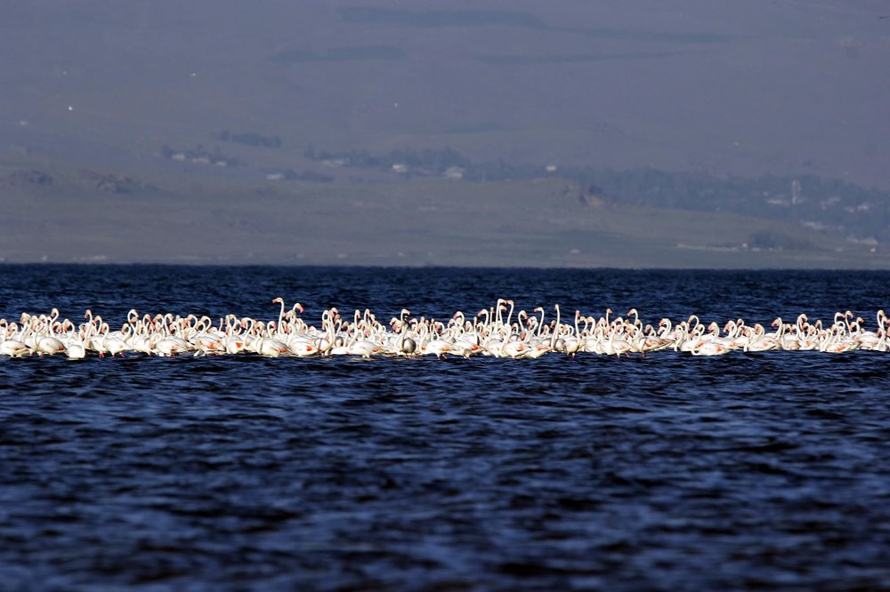 Van Gölü'nde flamingo şöleni - 12