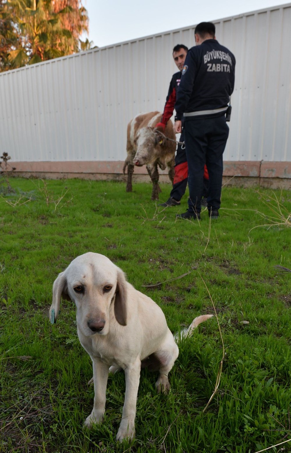 Rögara düşen danayı köpek kurtardı NTV