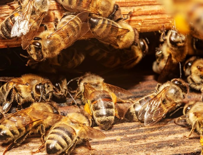 Çin'in yeni silahı: Uzaktan kumandalı casus arılar