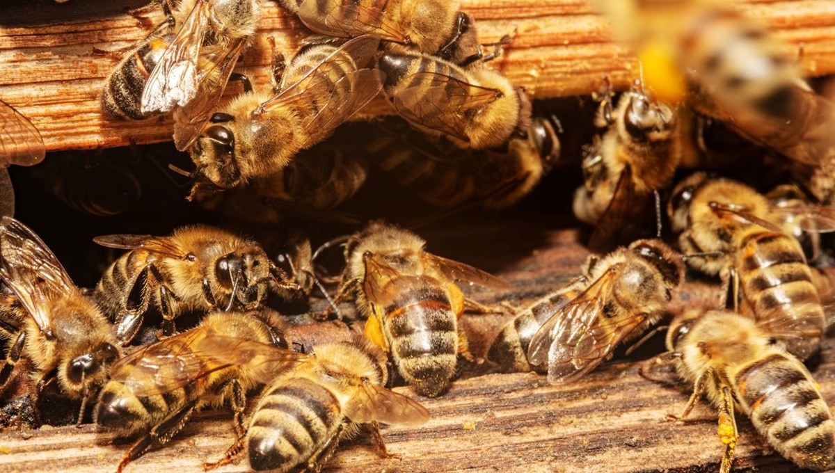 Uzaktan kumandalı casus arılar