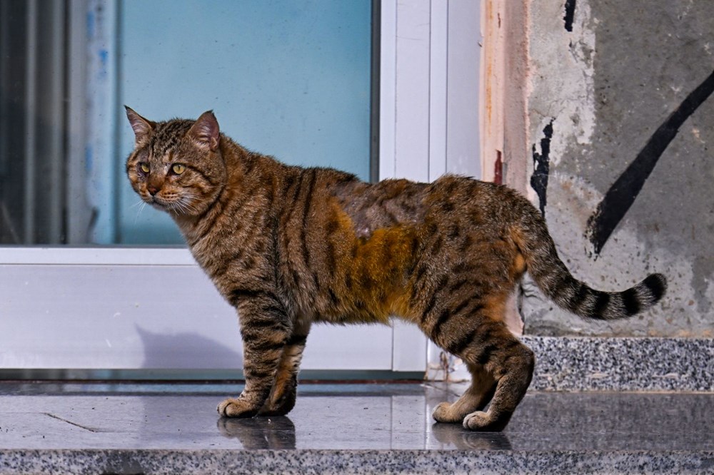 Yoğun bir çalışma sonucu tedavisi yaptıklarını belirten Arslan "Rehabilitasyonu tamamladıktan sonra Doğa Koruma ve Milli Parklar 14. Bölge Müdürlüğünün vereceği karar doğrultusunda hareket edeceğiz." ifadelerini kullandı.