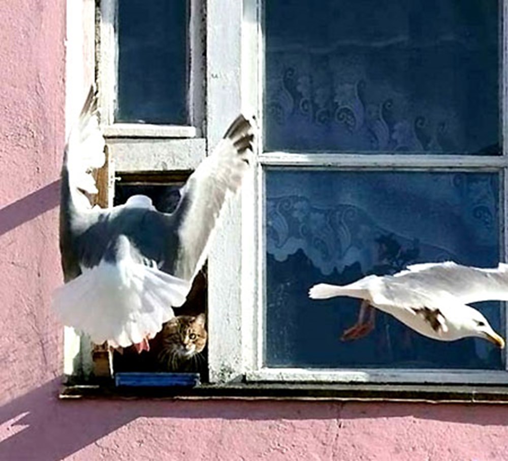 Врезалась птица и улетела к чему. Птицы на окна. Птица на подоконнике. Голубь заглядывает в окно. Птицы за окном.