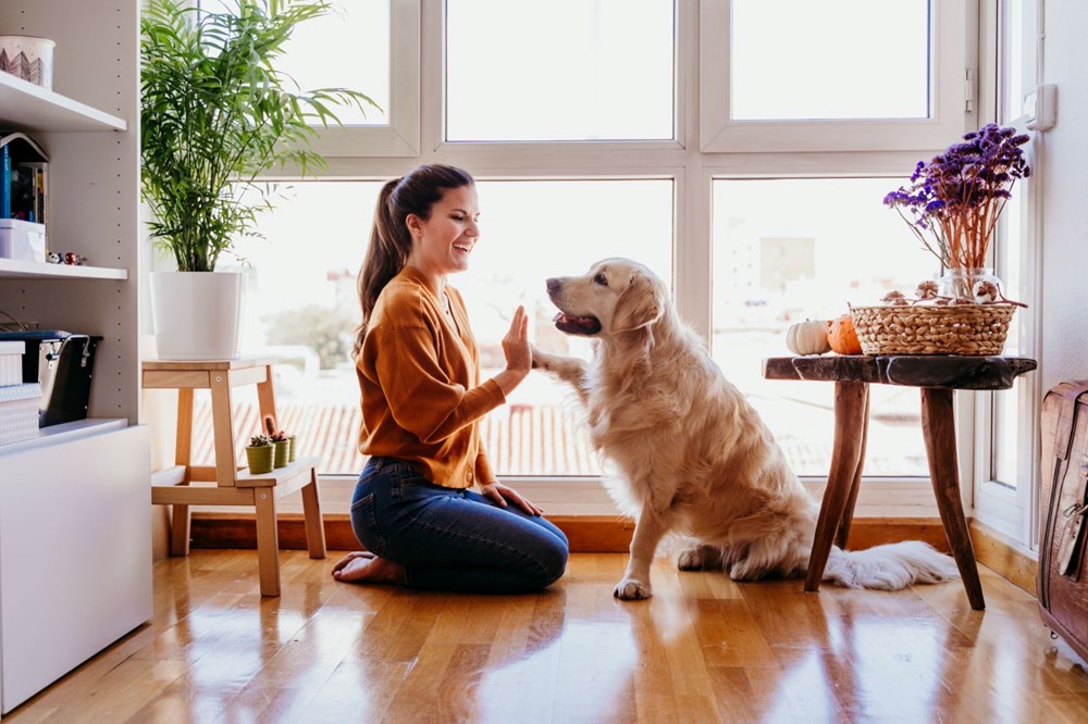 Araştırmalara
göre insanlar köpeklerini kişilik özelliklerine göre seçiyor - 2