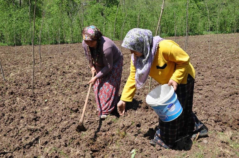 Ordu’nun Gölköy ilçesinde en uzun ömürlü insanlar yaşıyor (Corona virüs vakası da yok) - 3