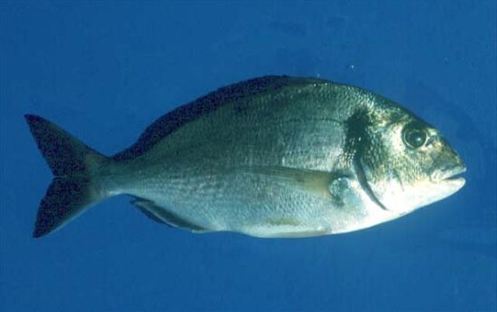 hangi balik ne zaman yenir magazin haberleri ntv