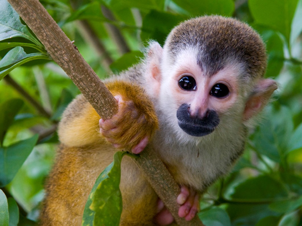 tehlikeli virus maymundan insana sicradi ntv