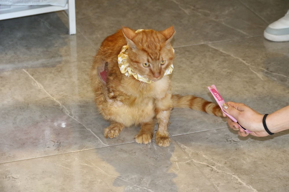 Üniversite Öğrencisi Tekerlekli Sandalyeye Mahkûm Kedinin Hayatına Umut Oldu 74 wfe4H8kegkOvHr1VRpY57Q