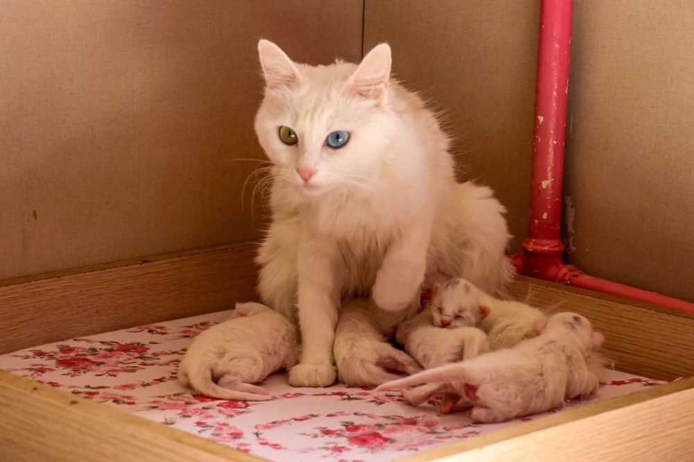 Yılın ilk Van kedileri doğdu - 2