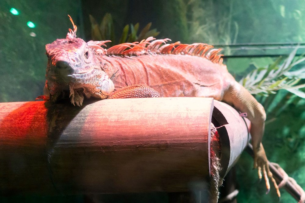Galapagos Adaları'nda 10 yıl sonra ilk kez pembe iguana yavruları görüntülendi - 6