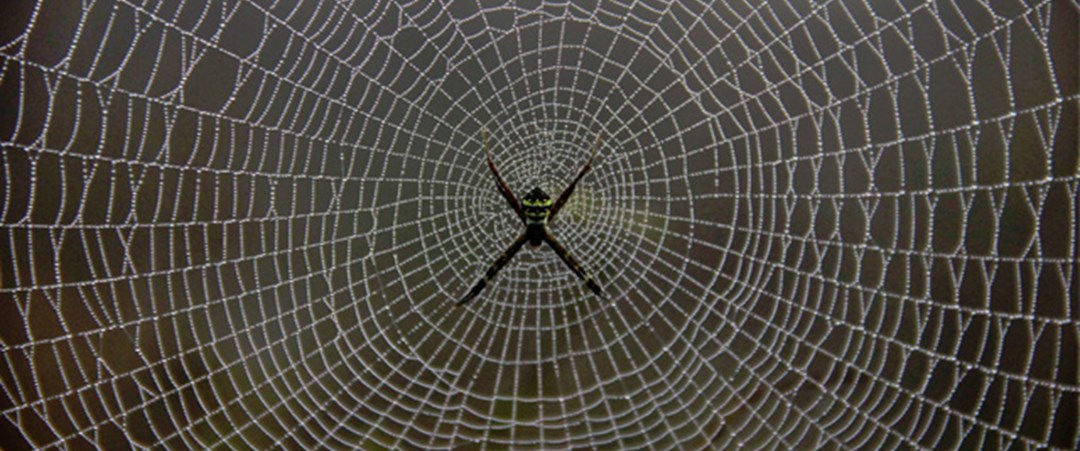 Örümcek ağının ‘şifresi’ çözüldü - Son Dakika Türkiye Haberleri | NTV Haber