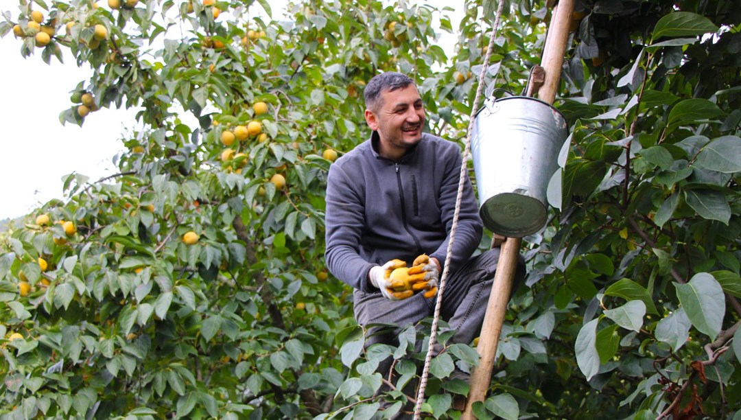 Bütün ağaçlar "sarı altın" doldu: Dalında 15 TL, kurusu 250 TL