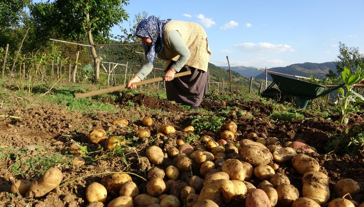 Nisan ve mayıs aylarında ekilmişti: Bu yıl az verim aldılar