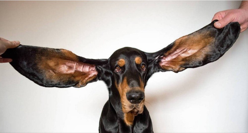 Dünyanın en uzun kulaklı köpeğinden en kısa ikizlerine: Guinness Rekorlar Kitabı 2022 yayımlandı - 7
