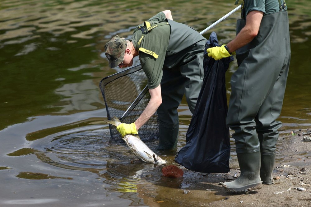 Polonya'nın Oder Nehri'nde ekolojik felaket: Binlerce balık nedeni bilinmeyen bir şekilde öldü - 10
