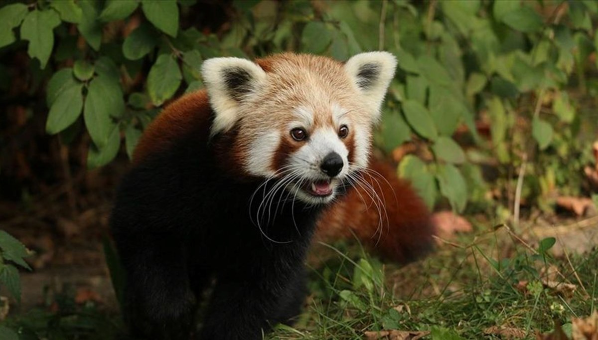 Kızıl panda yalnız kalmak için kafesinden kaçtı