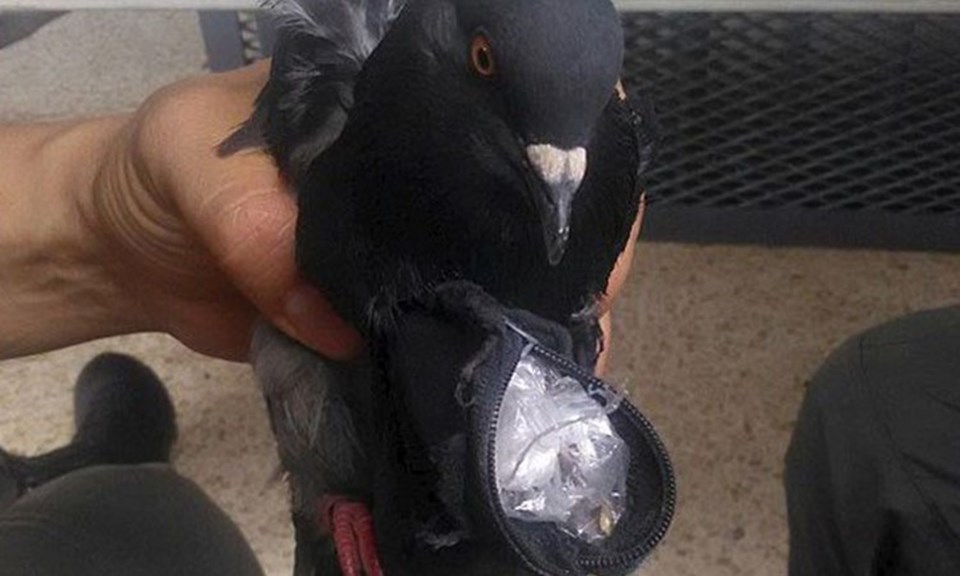 Güvercin tutuklandı - 1