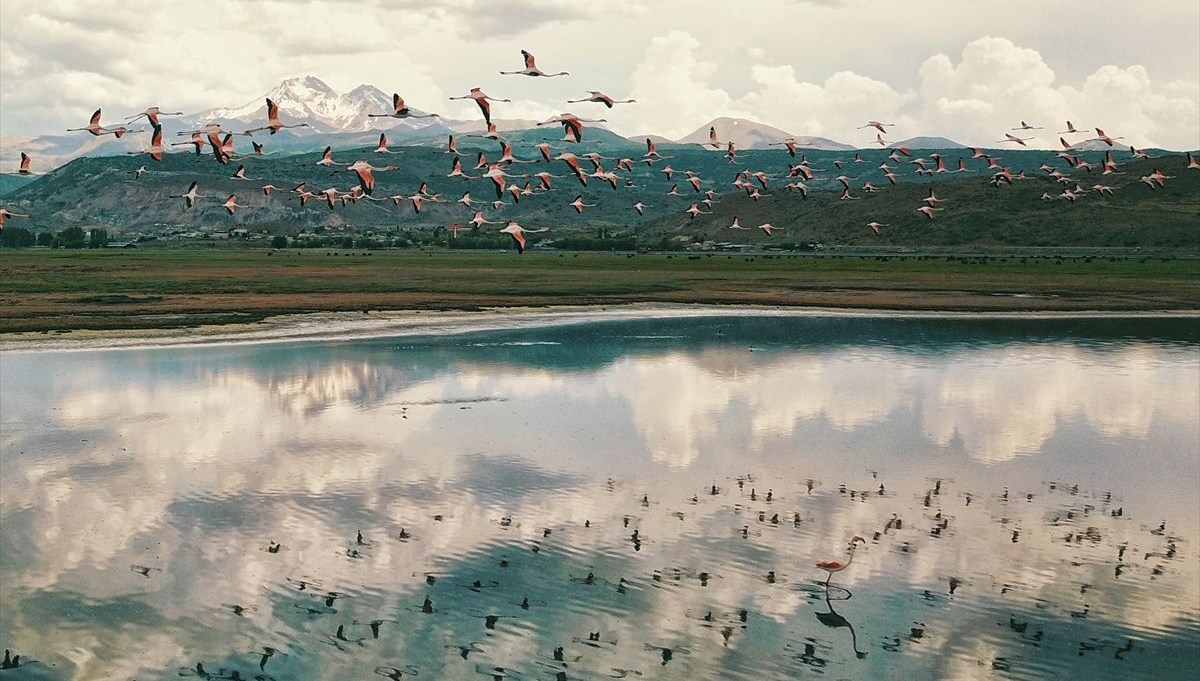 Flamingolar Hürmetçi Sazlığı'na renk kattı