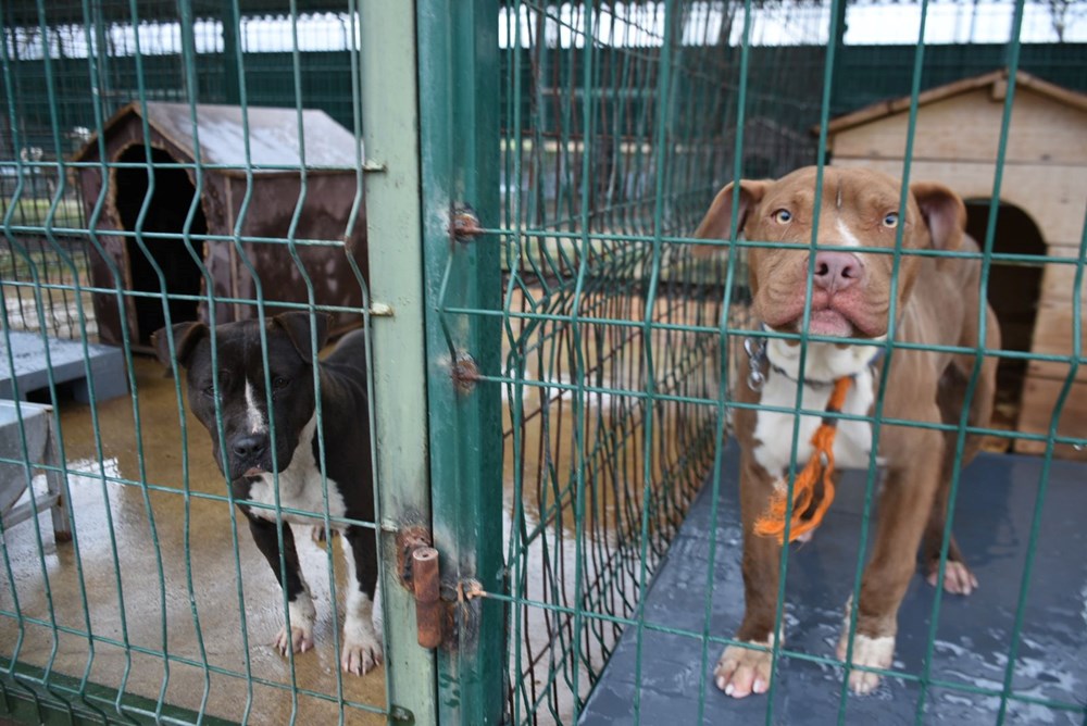 Edirne'de 'yasaklı ırk' köpekler için barınakta yer kalmadı - 3