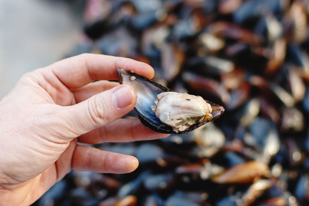 Yeni ölümcül salgınlara deniz ve okyanuslardaki plastik kirliliği neden olacak - 8