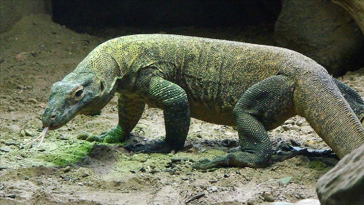 Komodo ejderleri adaya her yıl binlerce turist çekiyor. Komodo ejderleri adaya her yıl binlerce turist çekiyor.
