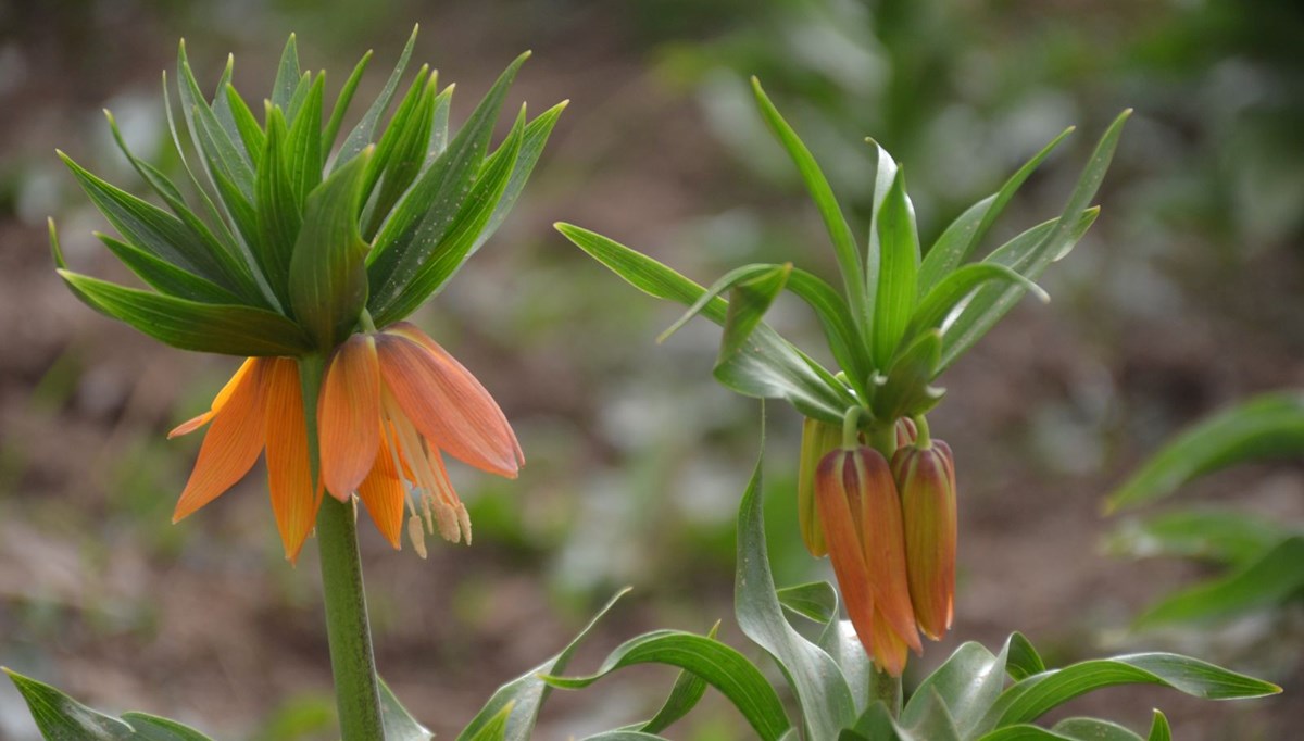 Şırnak’ta yılın ilk ‘ters laleleri’ açtı, koparana 70 bin lira ceza