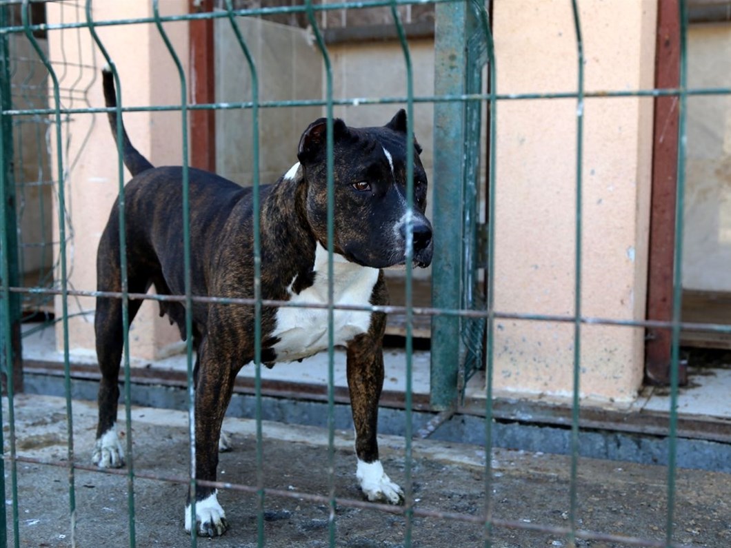 sivas ta tehlikeli irk kopek besleyen kisiye 9 bin 563 lira ceza