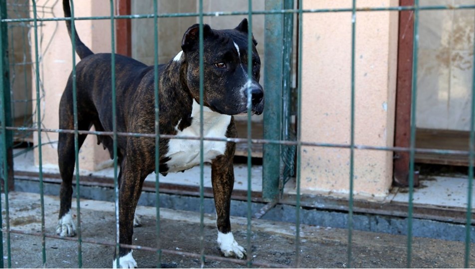 Sivas�ta "tehlikeli ırk" köpek besleyen kişiye 9 bin 563 lira ceza NTV