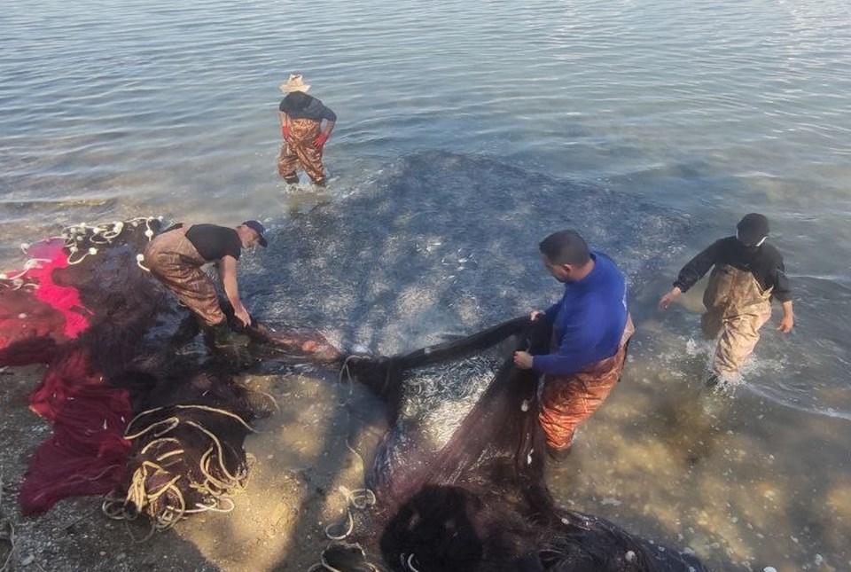 İznik Gölü’nde gümüş balığı rekoru: 1 günde 15 ton - 1