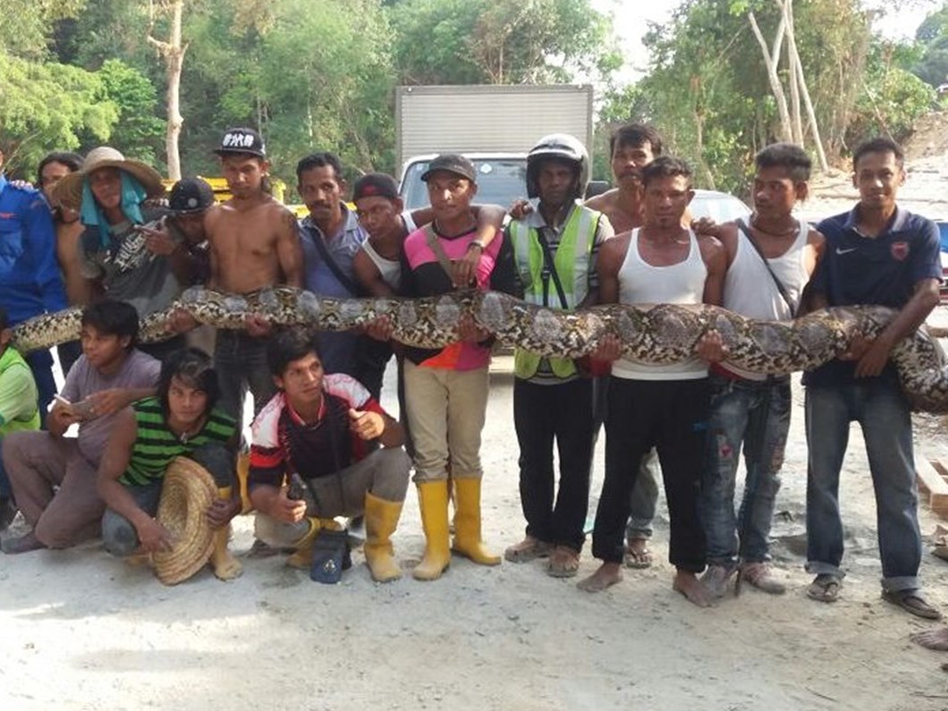 dunyanin en uzun yilani yakalandi
