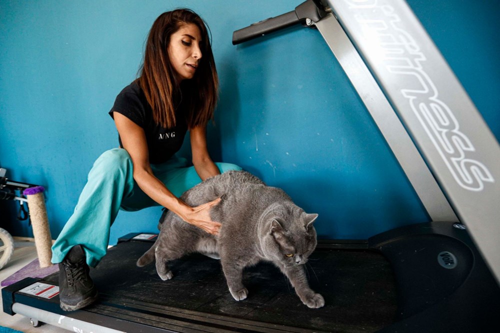 Obez kedi Shanti egzersiz ile 4,5 kilo verdi Magazin Haberleri NTV