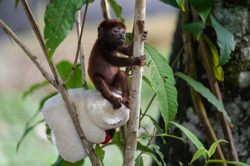 Kolombiya'da yavrusu ele geçirildi: Sesleri 5 kilometreden duyulabiliyor - 5