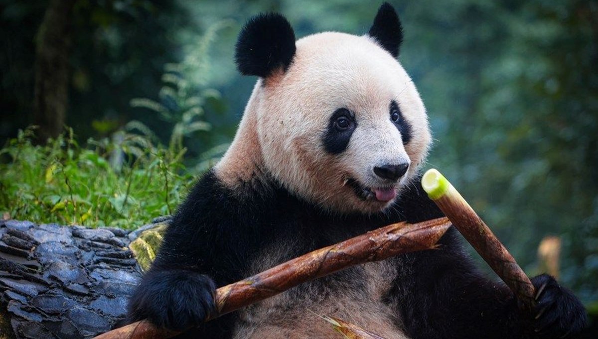 Belçika'daki panda yavruları Çin'e dönüyor Belçika'daki panda yavruları Çin'e dönüyor
