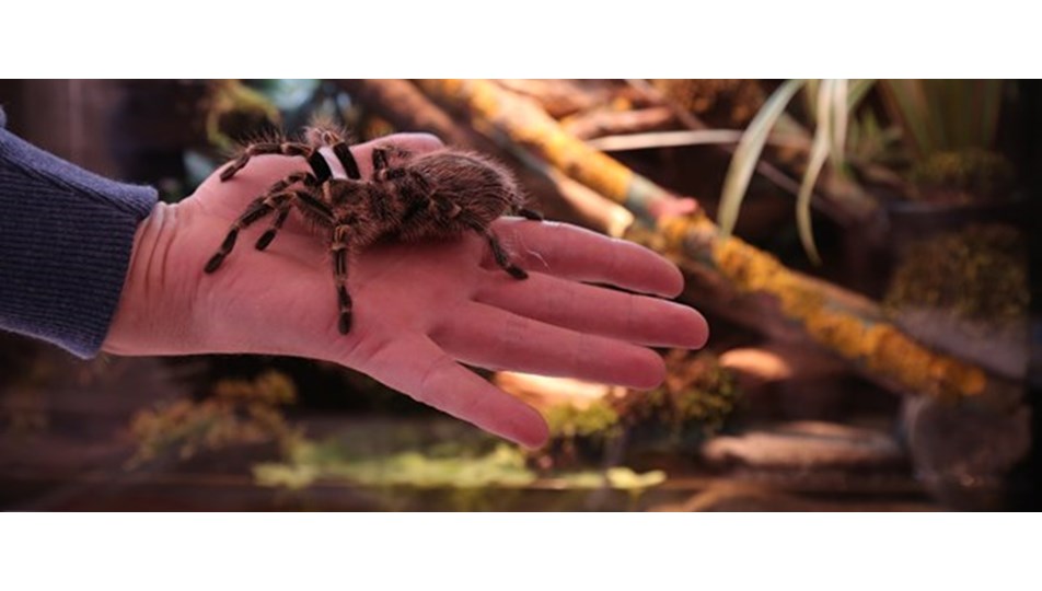 Tarantula ısırması öldürür mü? (Tarantula ısırdığında neler yapılmalı?)