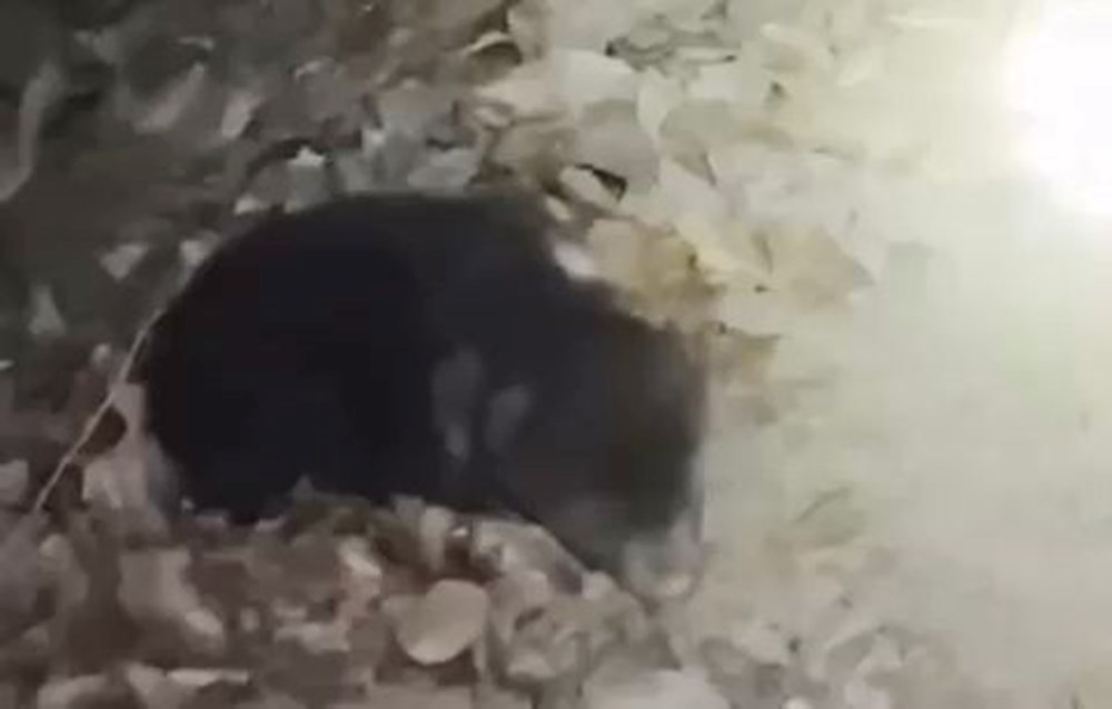 Karabük'te Yalnız Kurt: Sahipsiz Bozayı Yavrusu Şaşkınlık Yarattı 74 wvm3Hw QS0 boEcFcTtRRA