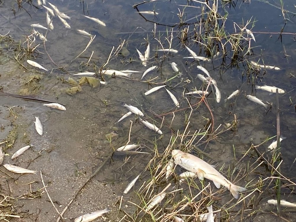 Dicle Nehri'nde tedirgin eden görüntü: Binlerce balık telef oldu - 6