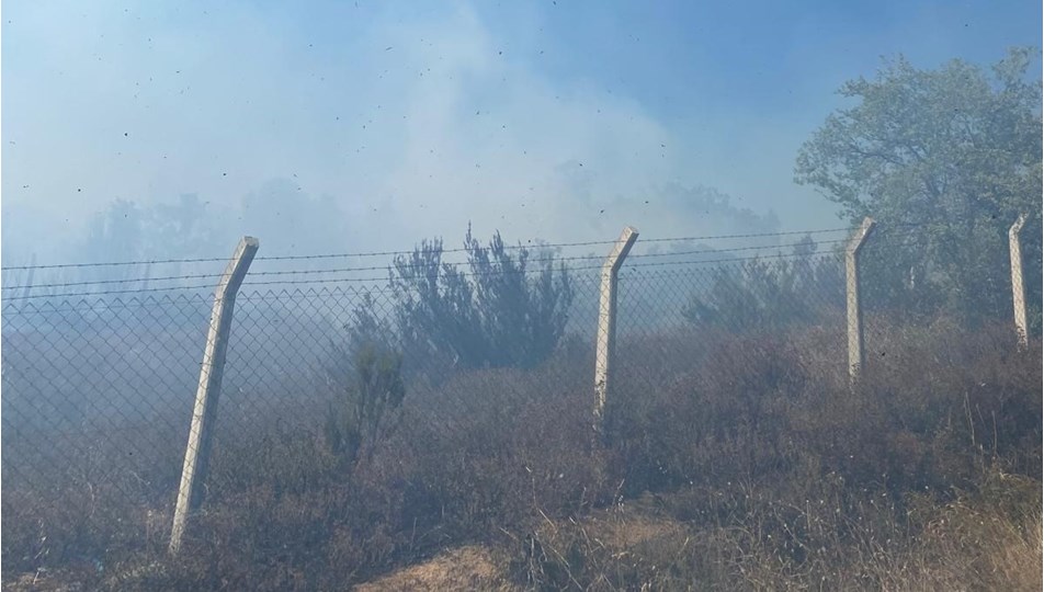 Armutlu’da zeytinlik yangını