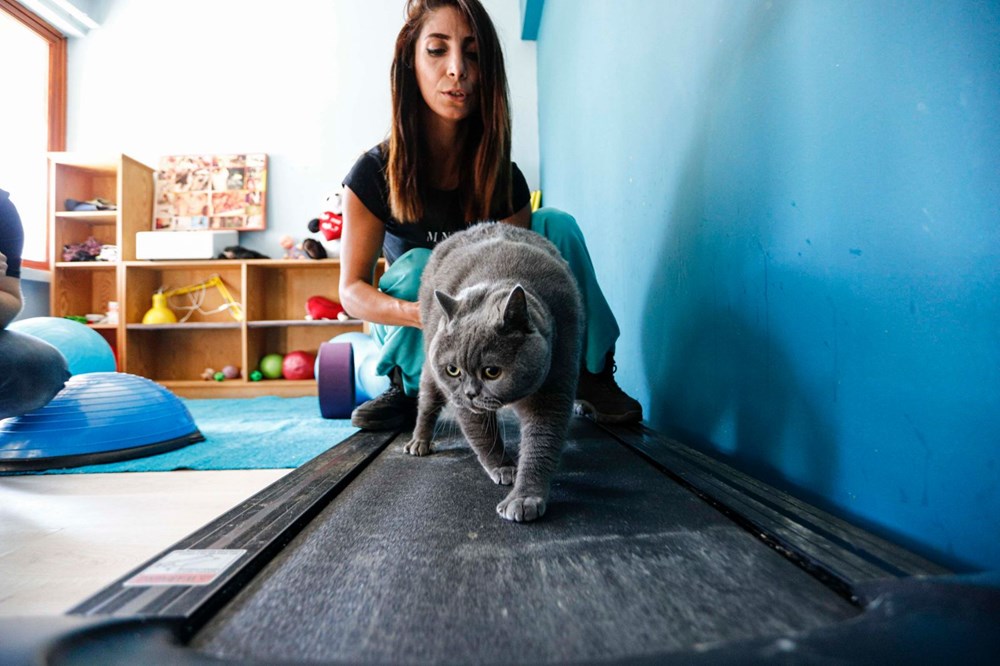 Obez kedi Shanti egzersiz ile 4,5 kilo verdi Magazin Haberleri NTV