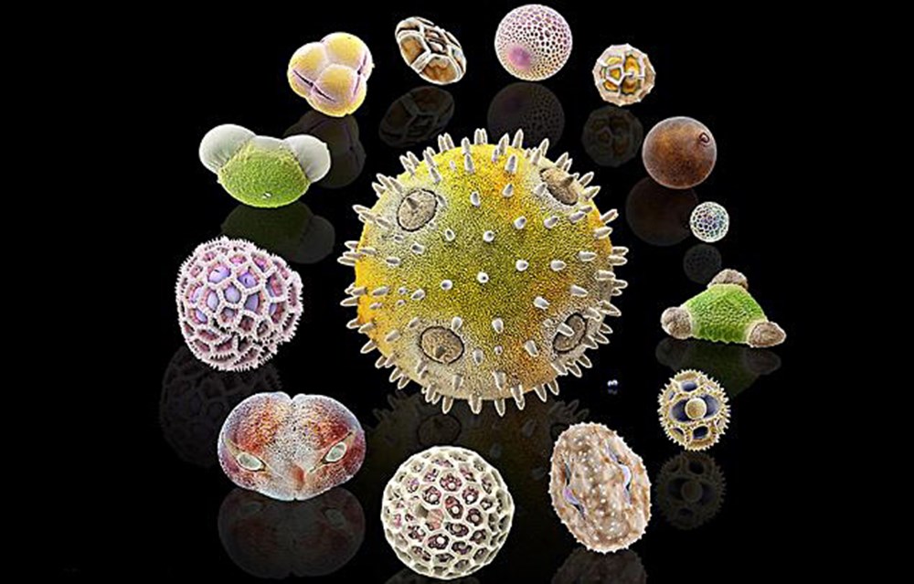 Исследование пыльцы. Пыльца мальвы под микроскопом. Пыльца Лютика под микроскопом. Пыльца в микроскопе. Пыльцевые зерна растений.