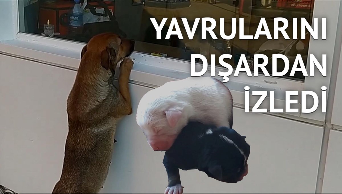 Yavrular ölmesin diye seferber oldular