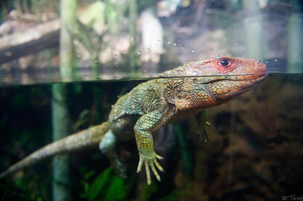 Игуана черепаха. Caiman Lizard. Гайана животные.