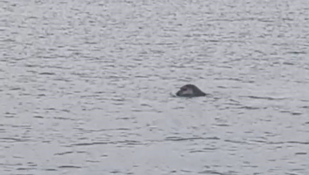 Oltayla balık tutarken fark etti: "Görmek herkese nasip olmaz"