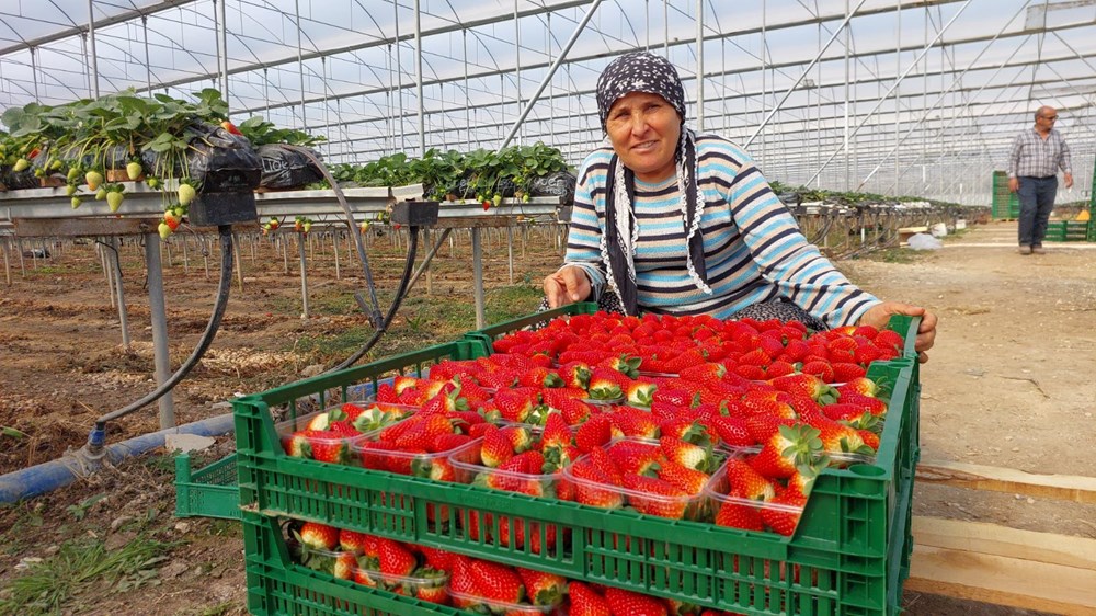 Silifke'nin Altın Çileği Rusya Yolunda: Rekor Hasatla İhracat Sevinci 73 x20ZKXYcLEq4DVH21Od gA