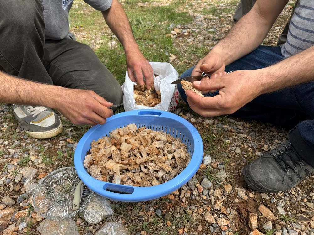 Tabiatta kendi kendine yetişiyor, halk ortasında "göbelek" deniliyor: "Altın bulsak bu kadar sevinmeyiz" 76