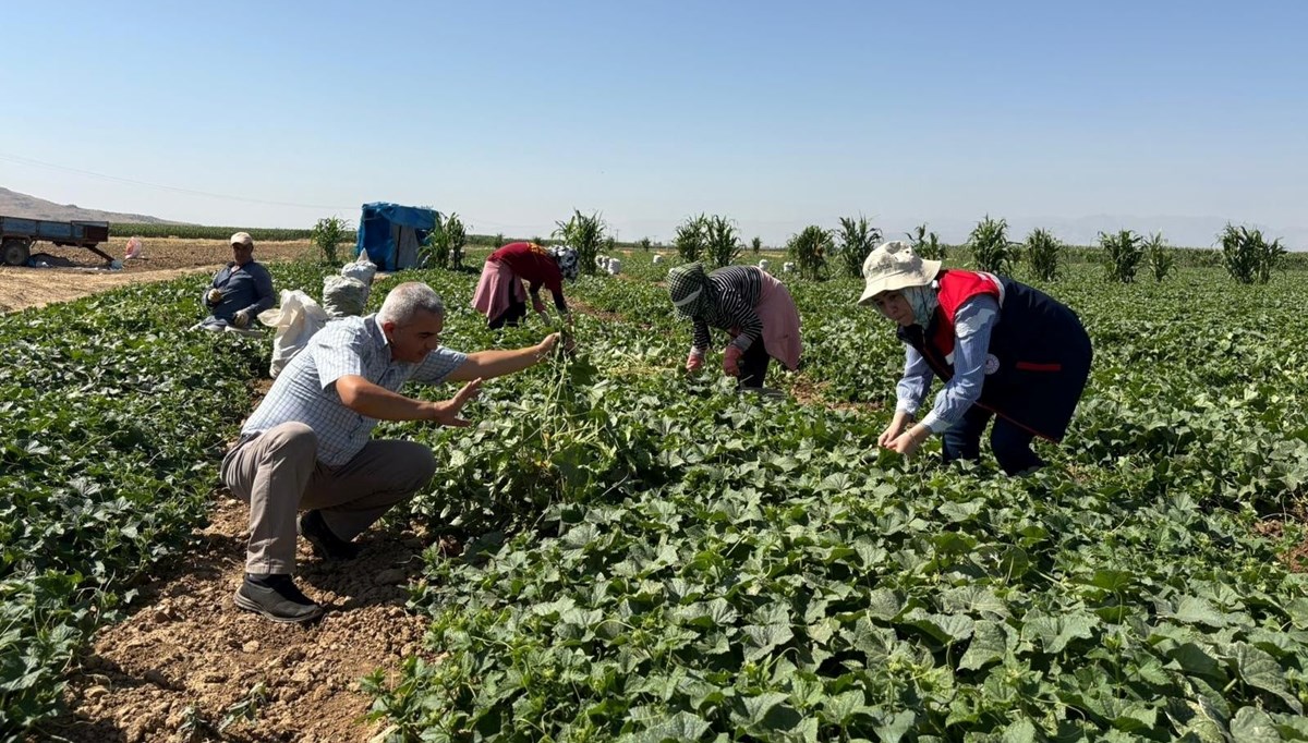 Kornişon salatalık hasadı devam ediyor Kornişon salatalık hasadı devam ediyor