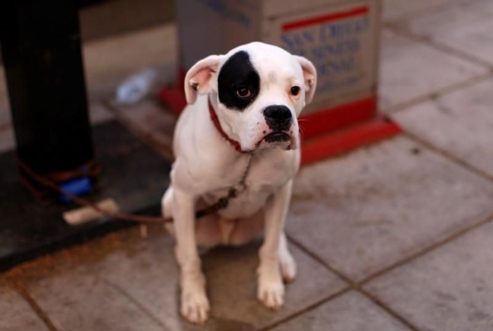 Venüs neden saat yönünde dönüyor? (İlginç bilgiler) - 32