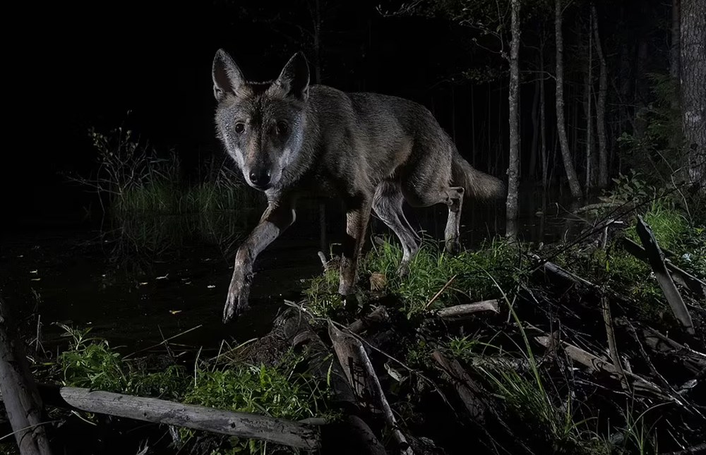 2021 yılının Doğa fotoğrafları belli oldu - 6